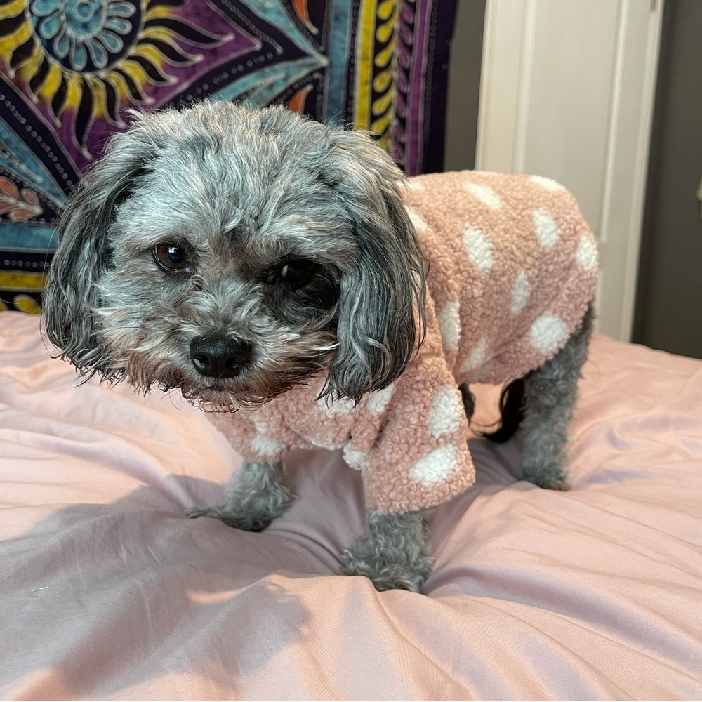 Dog Polka Dot Jacket #2